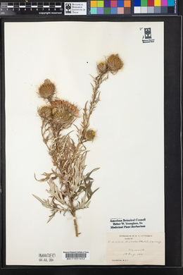 Cirsium discolor image