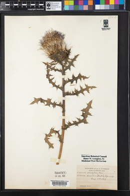 Cirsium pumilum image