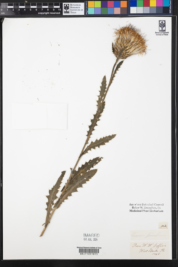 Cirsium linearifolium image