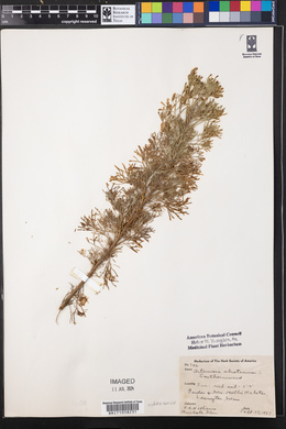 Artemisia abrotanum image