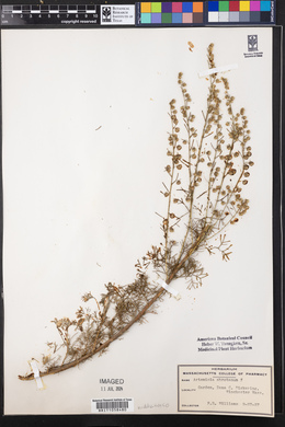 Artemisia abrotanum image