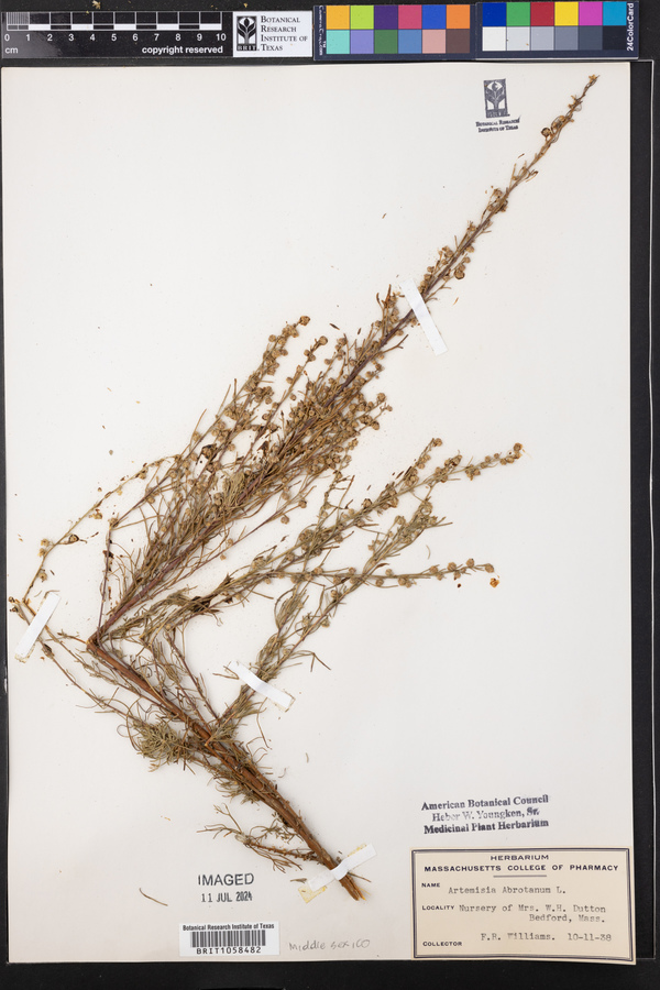 Artemisia abrotanum image