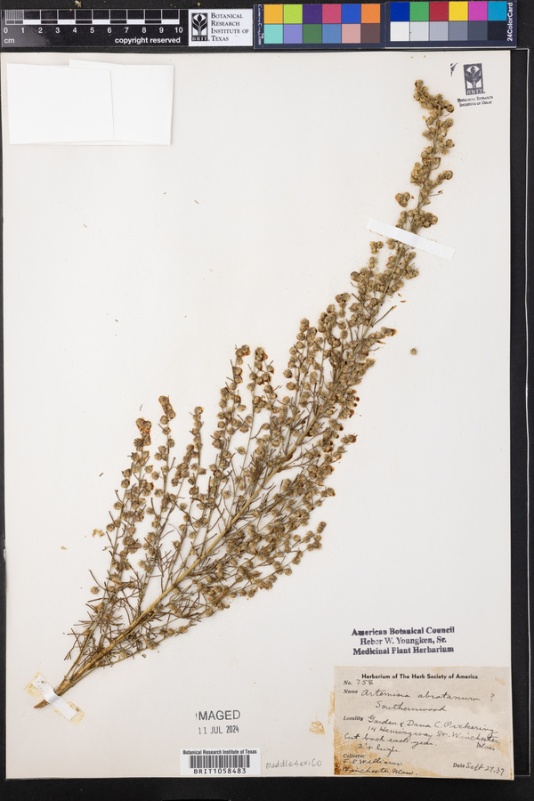 Artemisia abrotanum image