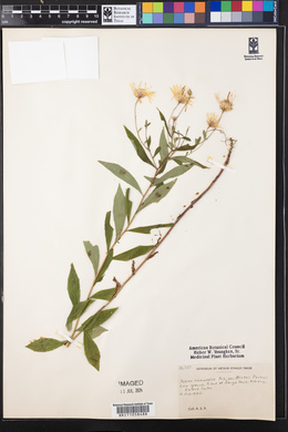 Aster nemoralis image