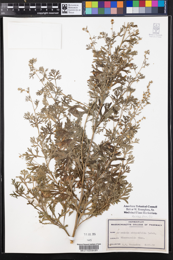 Artemisia obtusiloba image