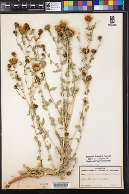 Grindelia squarrosa image