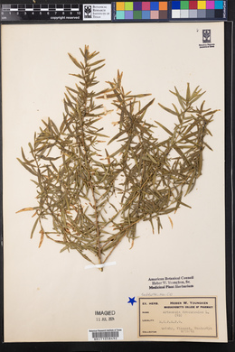 Artemisia dracunculus image