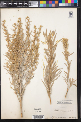 Artemisia cana image