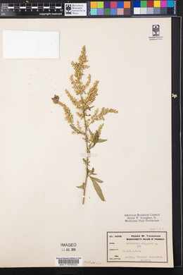 Artemisia absinthium image