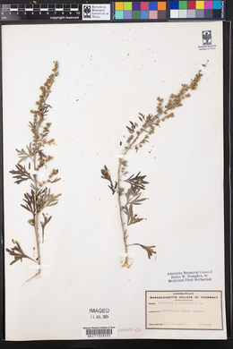 Artemisia absinthium image