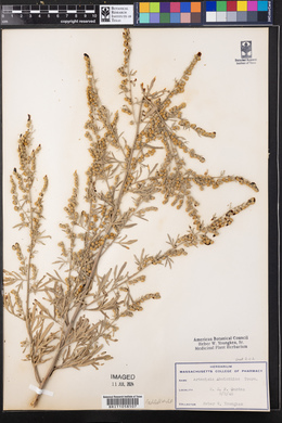 Artemisia absinthium image