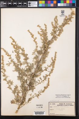 Artemisia absinthium image