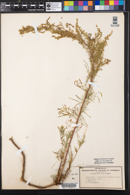 Artemisia abrotanum image