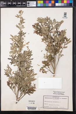 Artemisia absinthium image