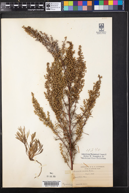 Artemisia campestris subsp. caudata image