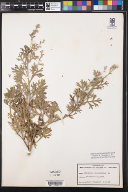 Artemisia absinthium image