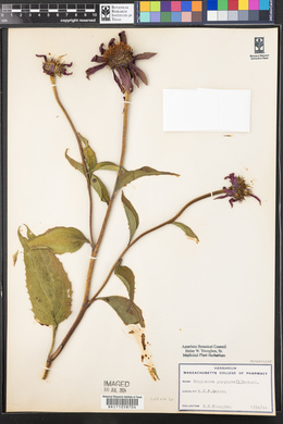 Echinacea purpurea image