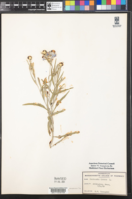 Centaurea cyanus image