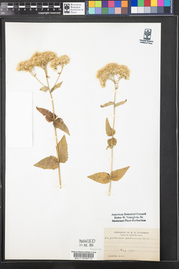 Eupatorium pubescens image