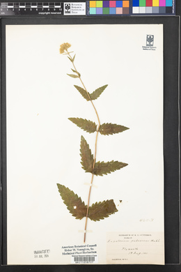 Eupatorium pubescens image