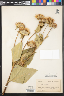 Inula helenium image