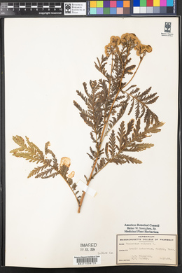 Tanacetum vulgare image