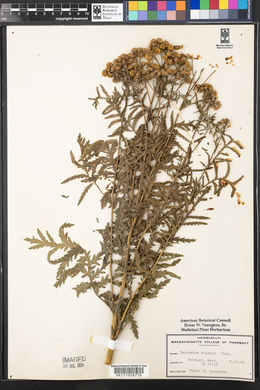 Tanacetum vulgare image