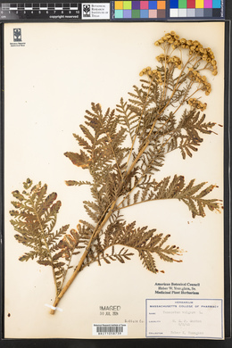 Tanacetum vulgare image