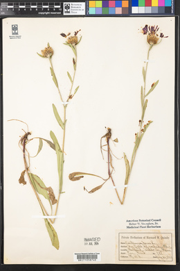 Centaurea jacea image