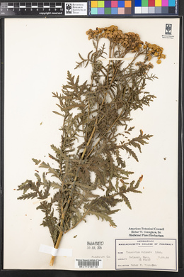 Tanacetum vulgare image