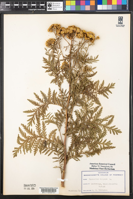 Tanacetum vulgare image