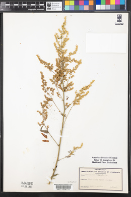 Artemisia vulgaris image