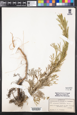 Artemisia canadensis image