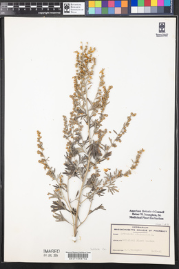 Artemisia absinthium image