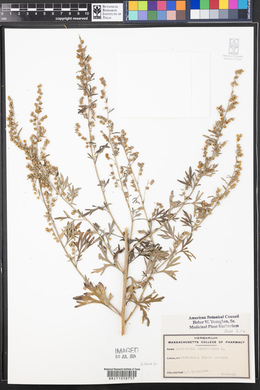 Artemisia absinthium image