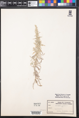 Artemisia ludoviciana subsp. albula image