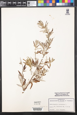 Artemisia absinthium image