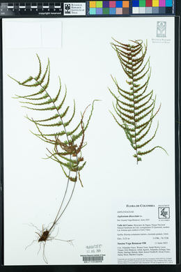 Asplenium dissectum image