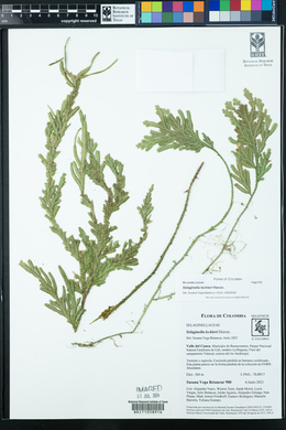 Selaginella lechleri image