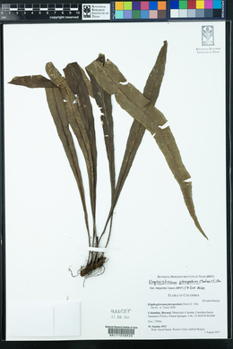 Elaphoglossum pteropodum image