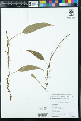 Elaphoglossum lloense image