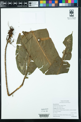 Elaphoglossum bakeri image