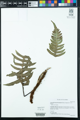 Austroblechnum lherminieri image