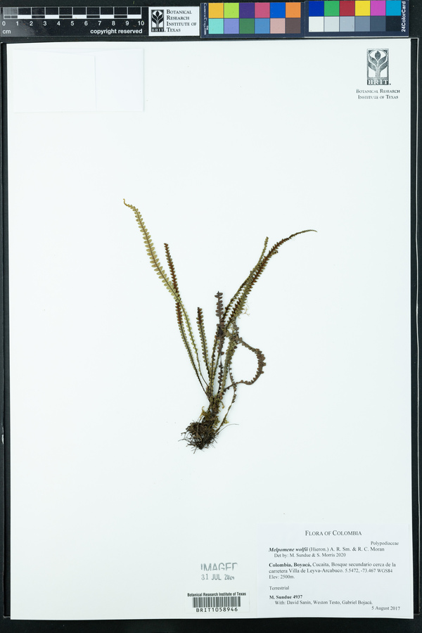 Melpomene wolfii image