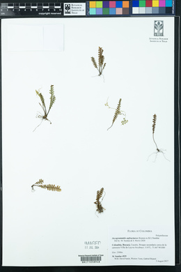 Ascogrammitis anfractuosa image