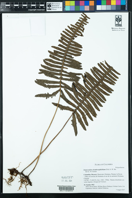 Serpocaulon eleutherophlebium image