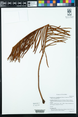 Lomariocycas columbiensis image