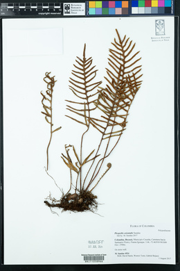 Pleopeltis orientalis image