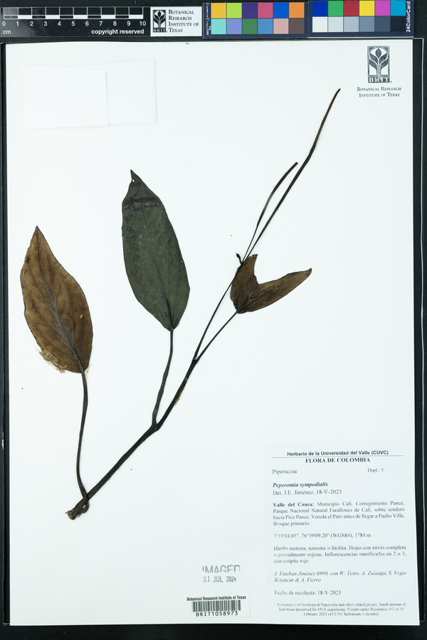 Peperomia sympodialis image