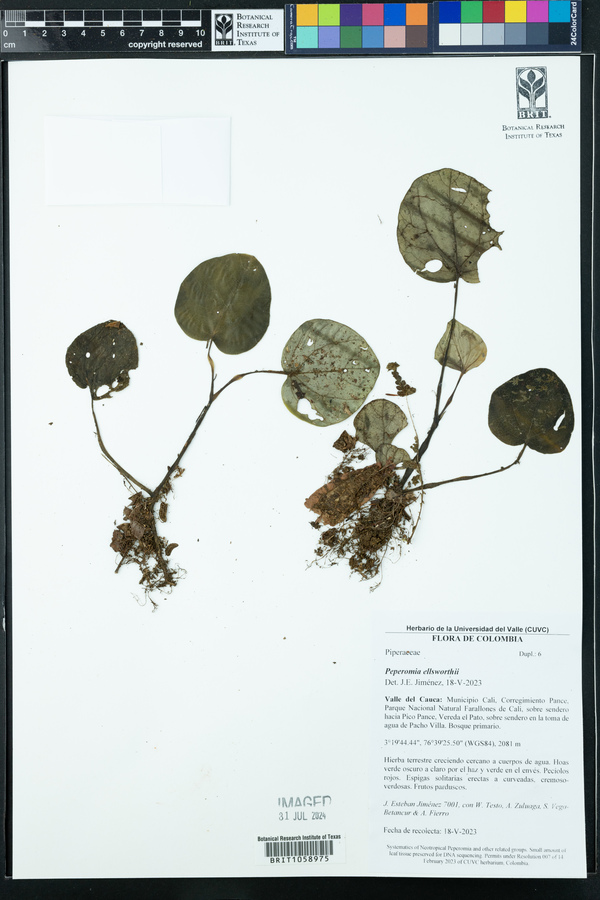 Peperomia ellsworthii image